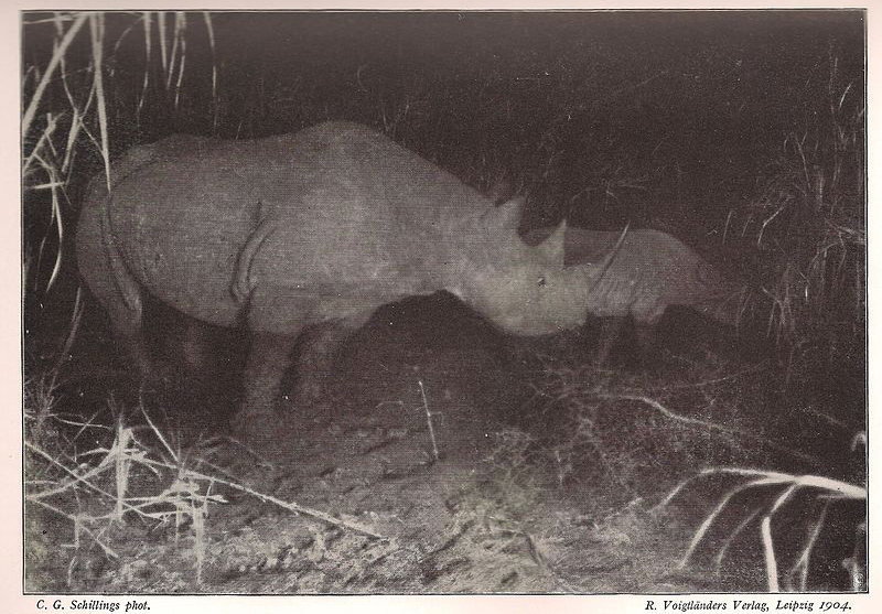 Ночная съемка носорогов фотографа Карла Георга Шиллингса