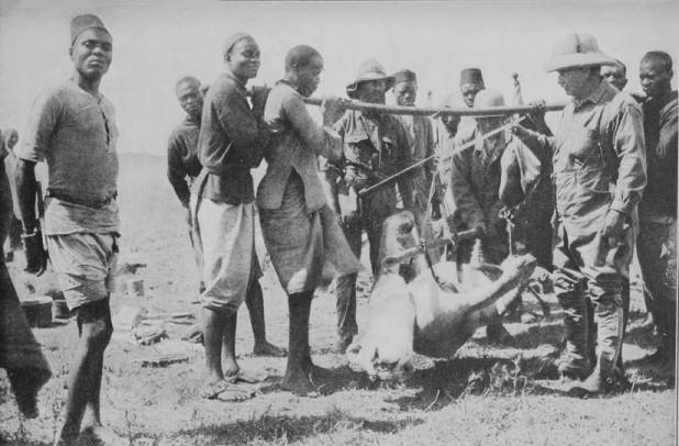 Теодор Рузвельт взвешивает застреленную им львицу на сафари с командой компании Newland, Tarlton & Co.
