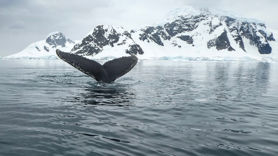 горбатый кит в Антарктике