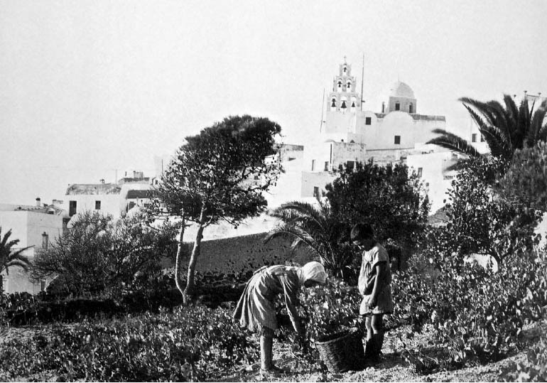 Дети возделывают виноградник на Санторини, 1952 год