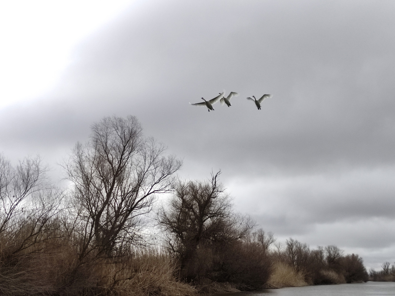 Птицы пролетают над дельтой реки Волги