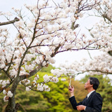 Объявлен прогноз цветения сакуры в Японии на 2017 год