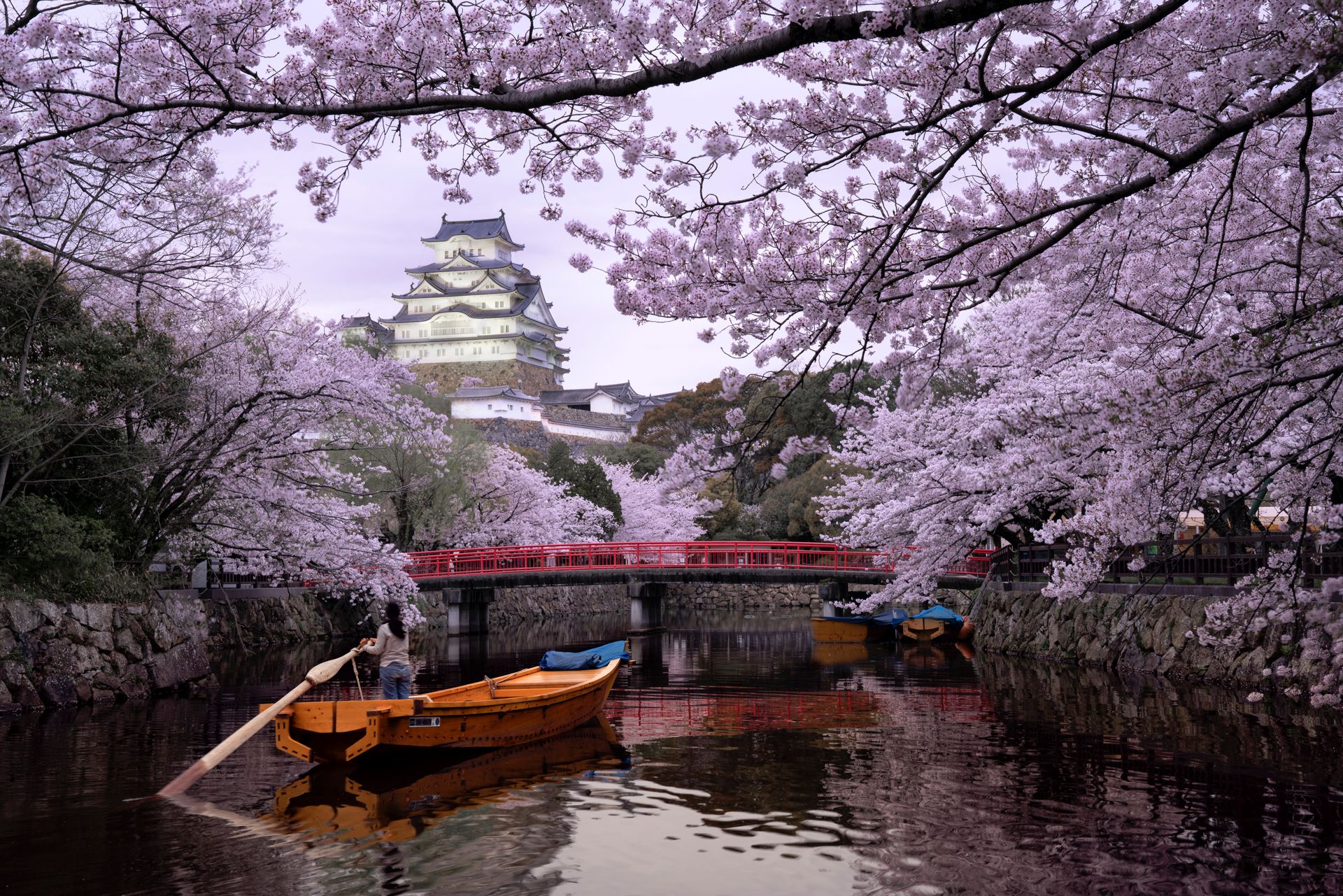 Цветение сакуры в Японии: альтернативные маршруты без Токио,