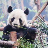 В Китае откроется природный маршрут для любителей панд