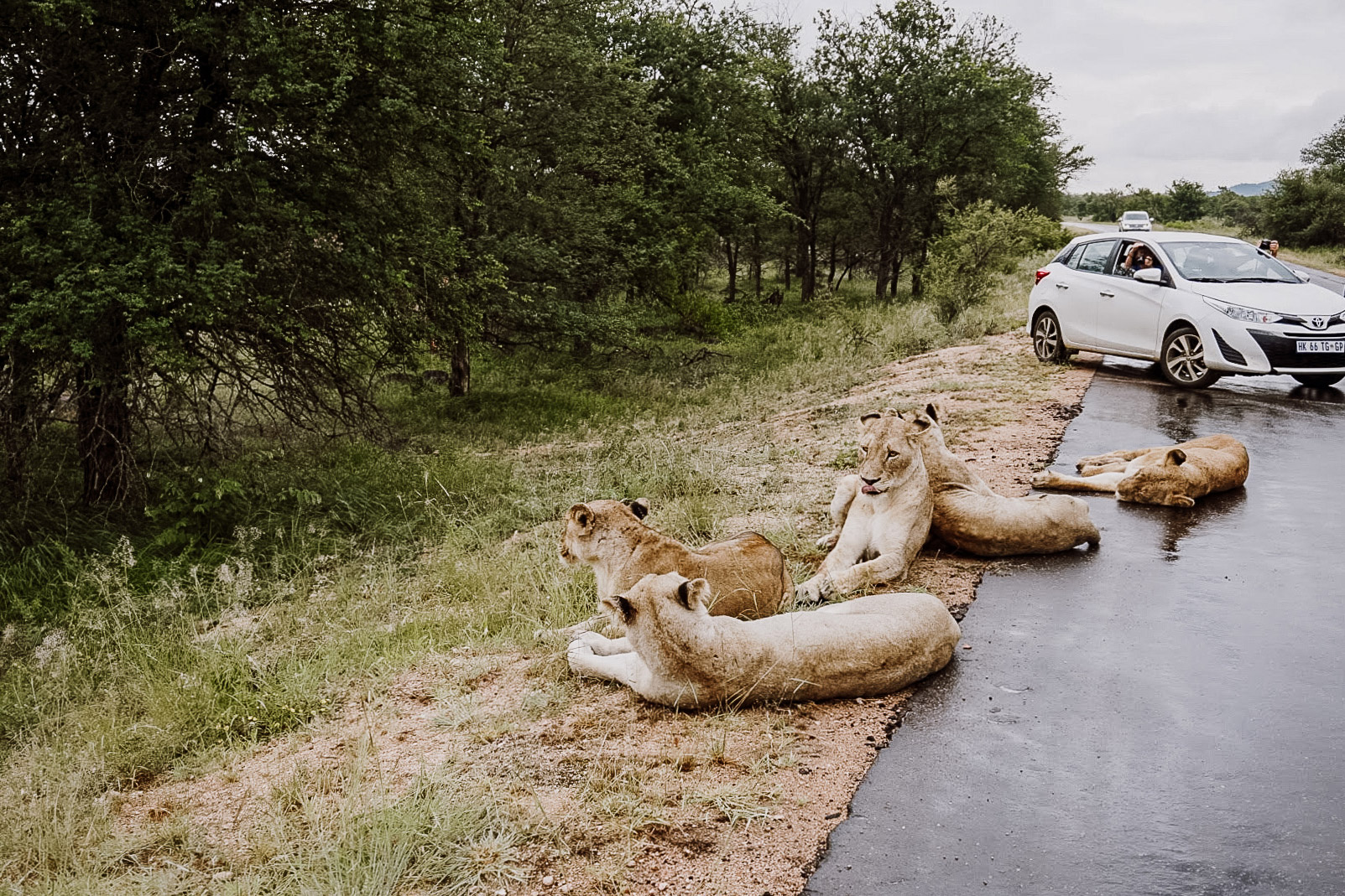 Национальный парк Крюгера в ЮАР — рай для животных и туристов | Perito